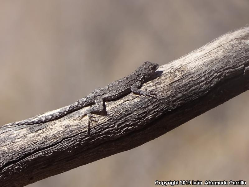 Tropical Tree Lizard (Urosaurus bicarinatus)