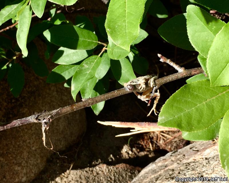 California Treefrog (Pseudacris cadaverina)