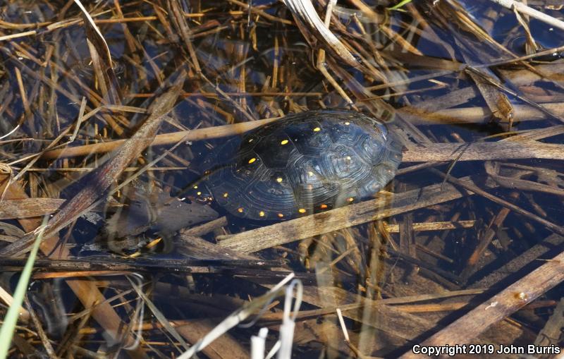 Spotted Turtle (Clemmys guttata)