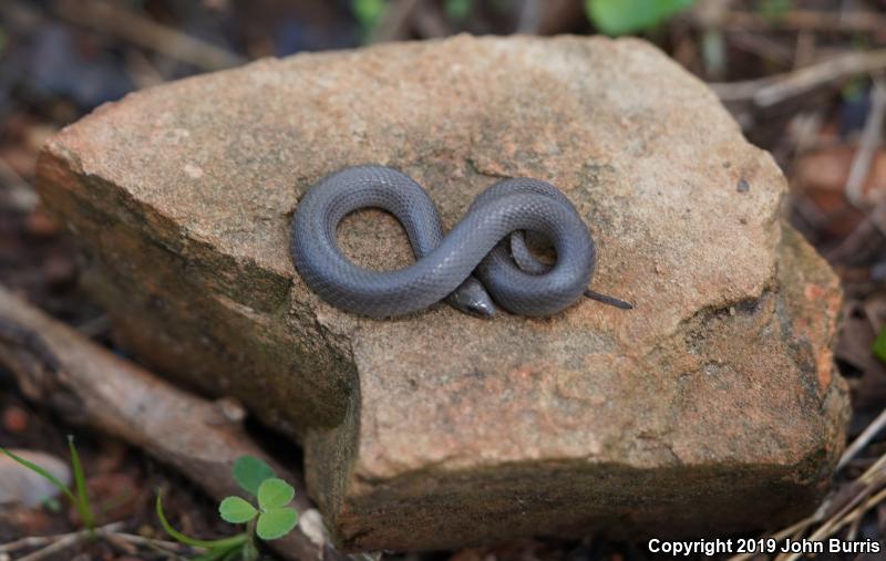 Western Smooth Earthsnake (Virginia valeriae elegans)