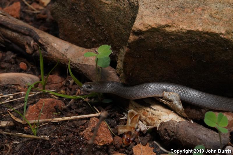 Western Smooth Earthsnake (Virginia valeriae elegans)