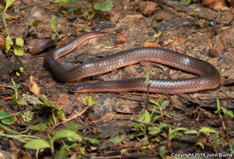 Midwestern Wormsnake (Carphophis amoenus helenae)