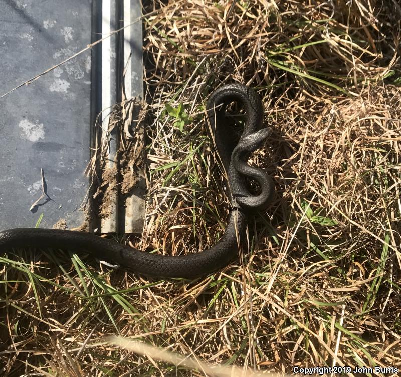 Southern Black Racer (Coluber constrictor priapus)