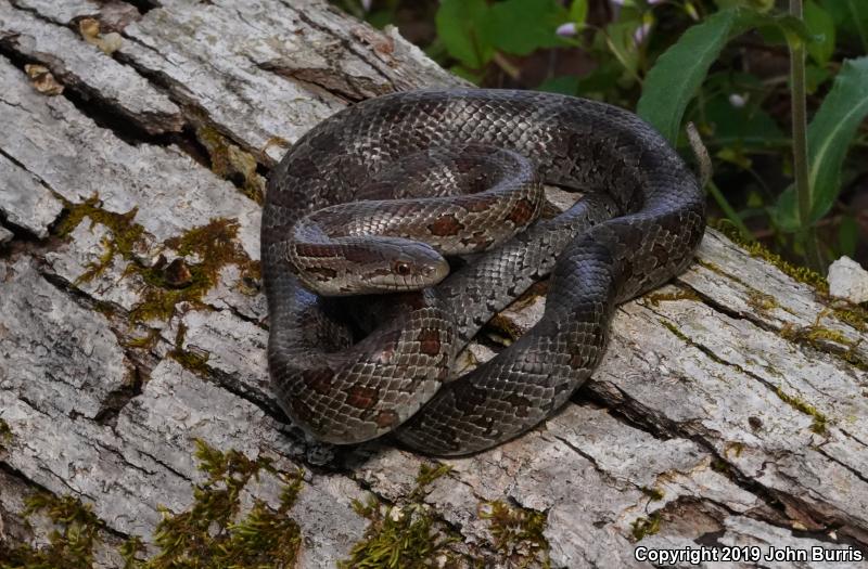 Prairie Kingsnake (Lampropeltis calligaster calligaster)