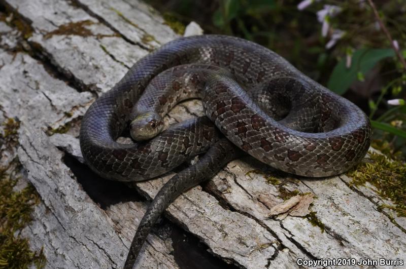 Prairie Kingsnake (Lampropeltis calligaster calligaster)