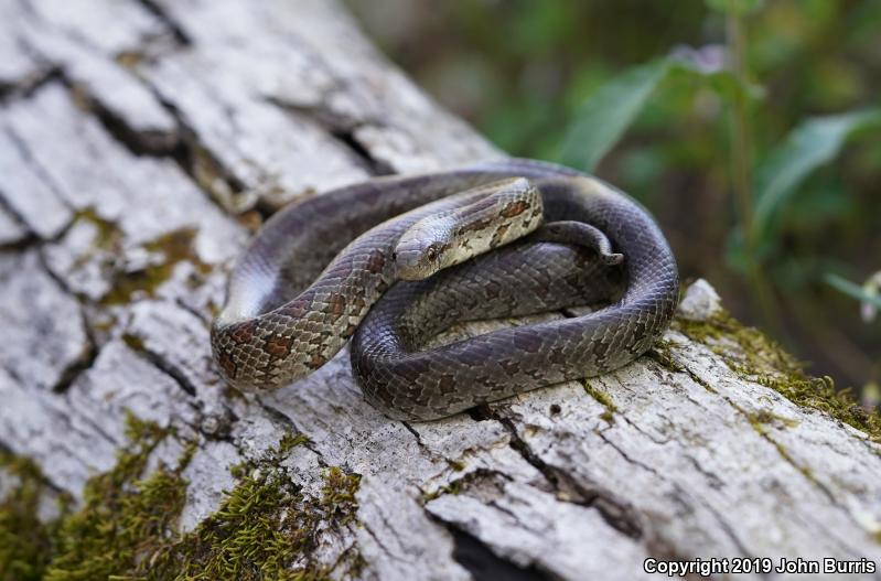 Prairie Kingsnake (Lampropeltis calligaster calligaster)