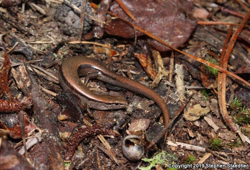 Little Brown Skink (Scincella lateralis)