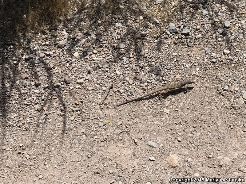 California Whiptail (Aspidoscelis tigris munda)