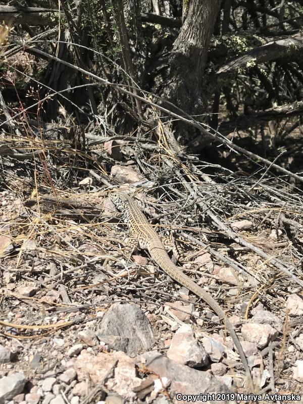 California Whiptail (Aspidoscelis tigris munda)