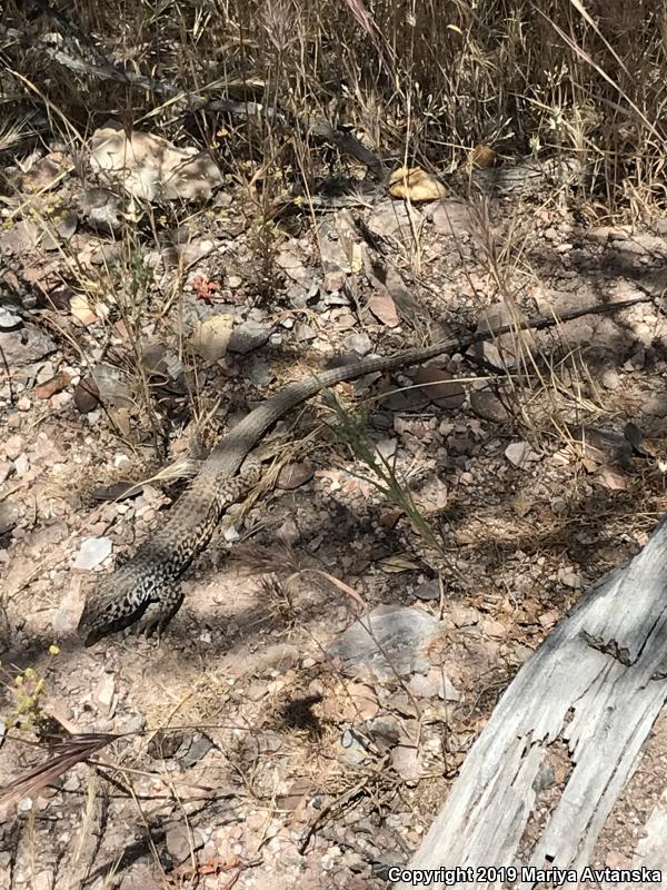 California Whiptail (Aspidoscelis tigris munda)