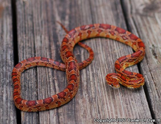 Corn Snake (Pantherophis guttatus guttatus)