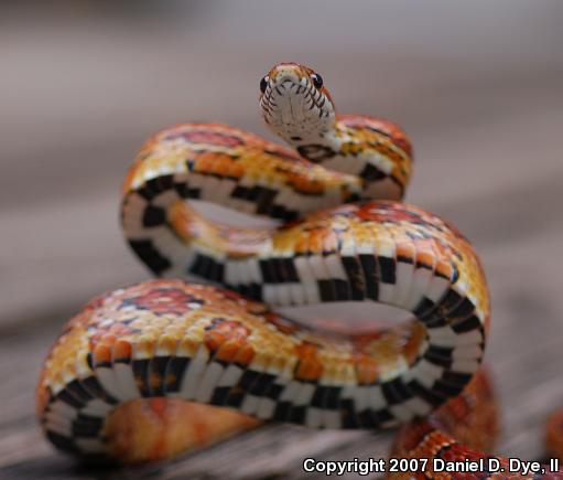 Corn Snake (Pantherophis guttatus guttatus)