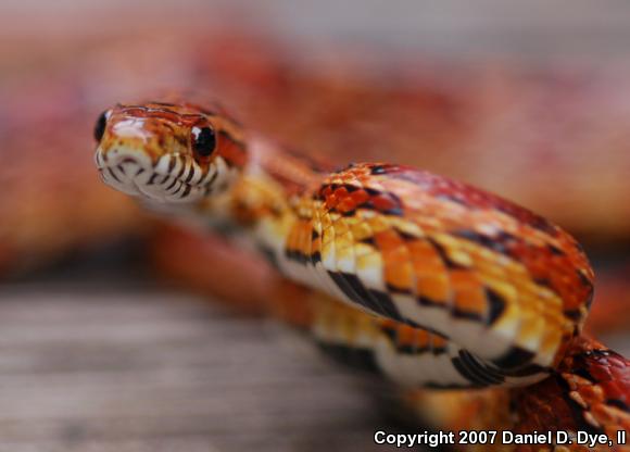 Corn Snake (Pantherophis guttatus guttatus)