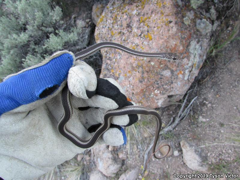 Desert Striped Whipsnake (Coluber taeniatus taeniatus)