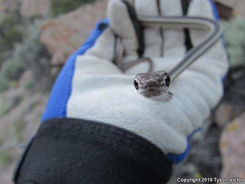 Desert Striped Whipsnake (Coluber taeniatus taeniatus)