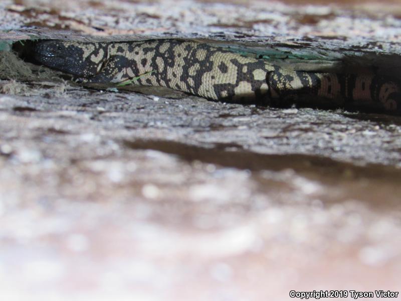 Banded Gila Monster (Heloderma suspectum cinctum)