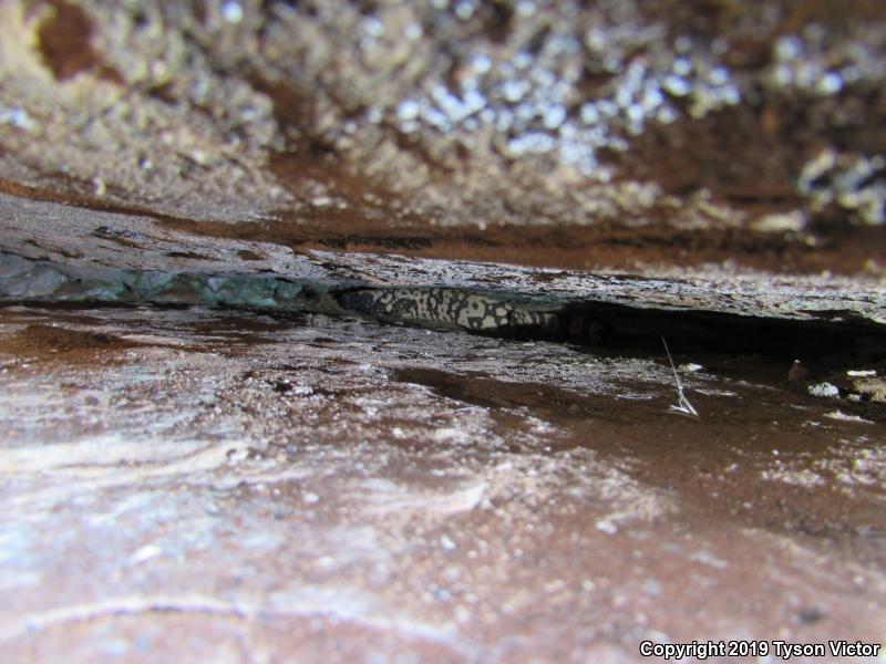 Banded Gila Monster (Heloderma suspectum cinctum)