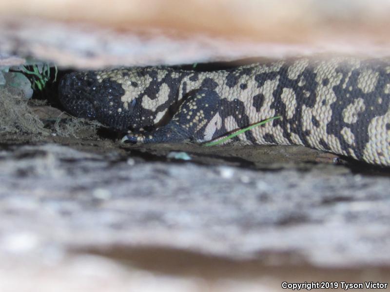 Banded Gila Monster (Heloderma suspectum cinctum)