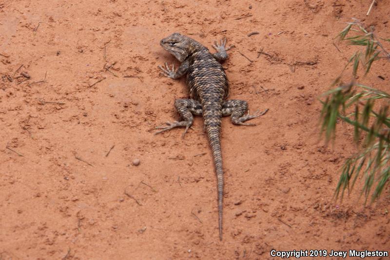 Yellow-backed Spiny Lizard (Sceloporus uniformis)