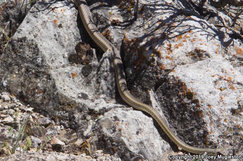 Desert Striped Whipsnake (Coluber taeniatus taeniatus)