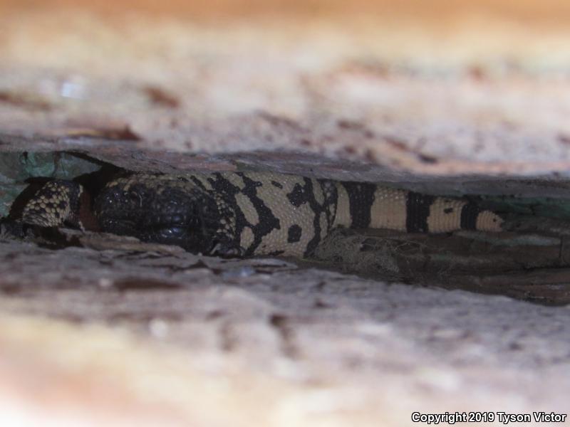 Banded Gila Monster (Heloderma suspectum cinctum)