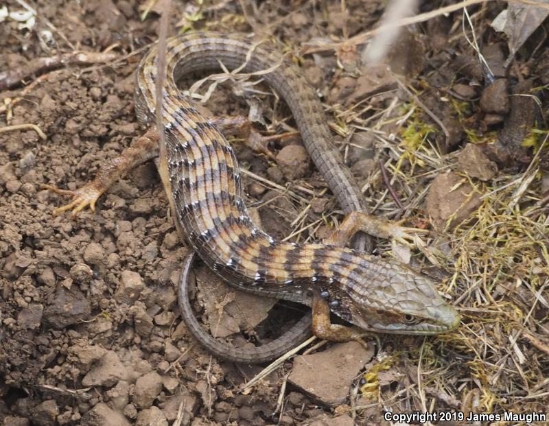 California Alligator Lizard (Elgaria multicarinata multicarinata)