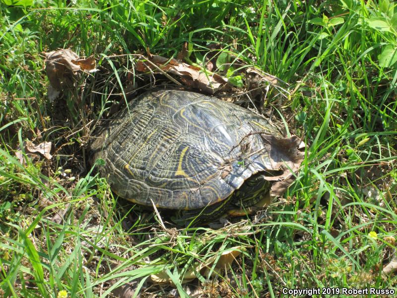 Eastern River Cooter (Pseudemys concinna concinna)