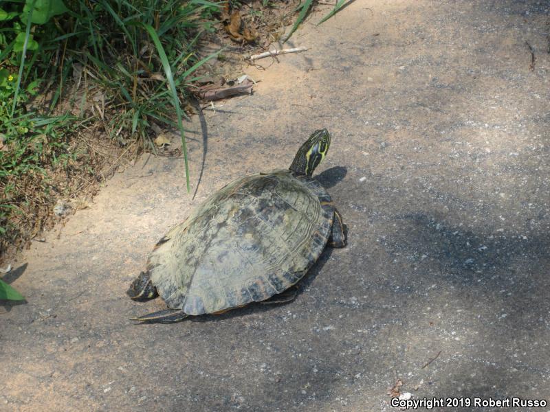 Eastern River Cooter (Pseudemys concinna concinna)