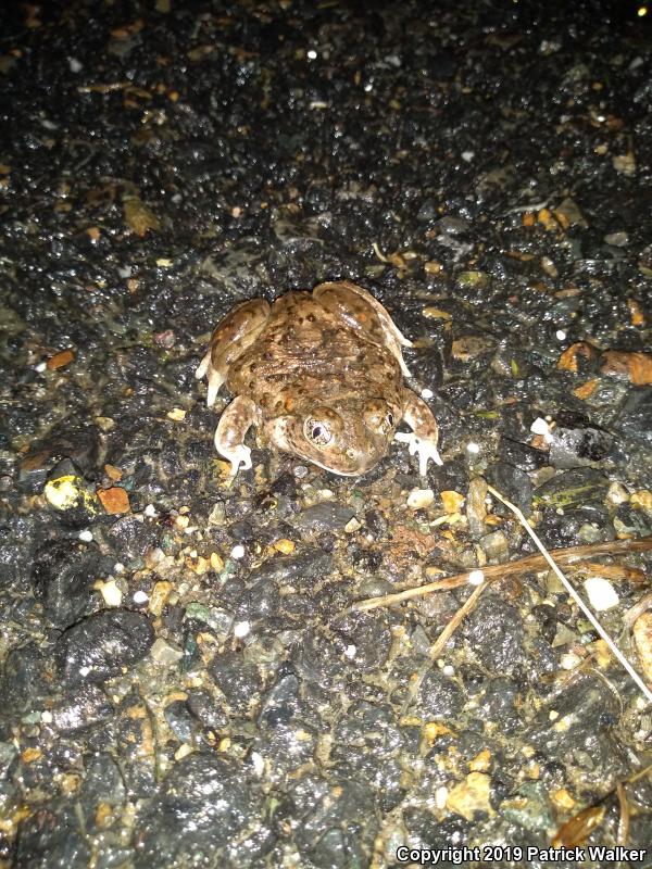 Western Spadefoot (Spea hammondii)