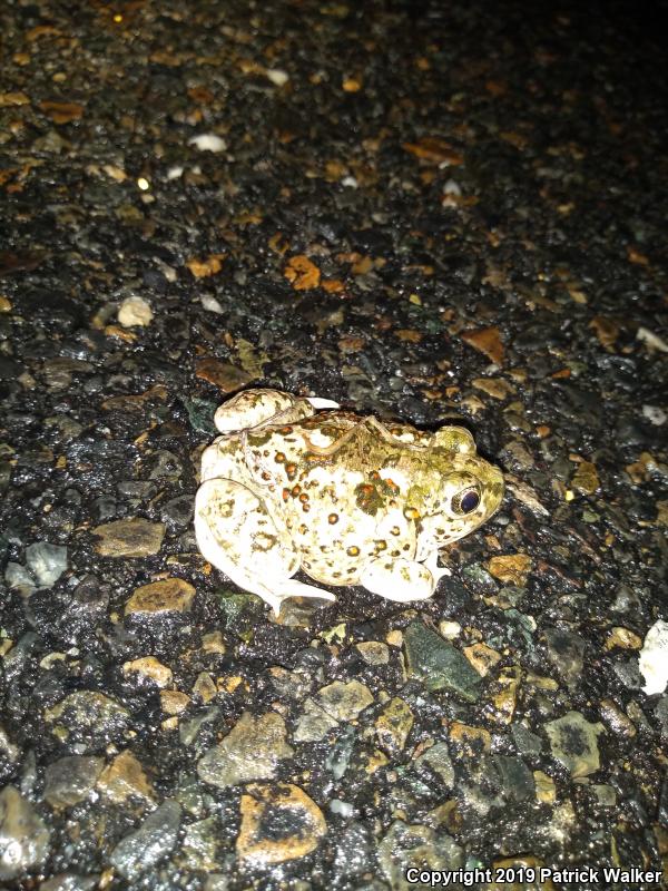 Western Spadefoot (Spea hammondii)