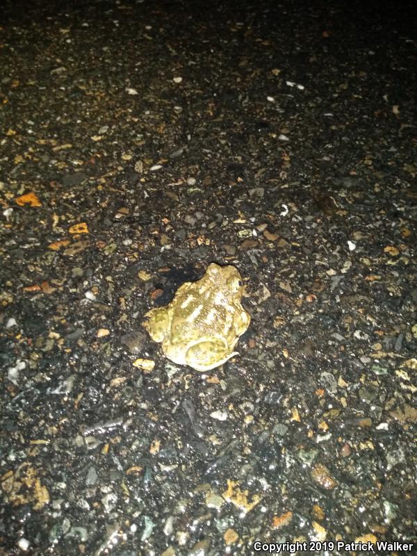 Western Spadefoot (Spea hammondii)