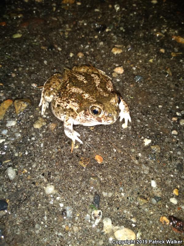 Western Spadefoot (Spea hammondii)