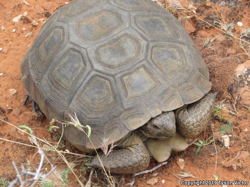 Desert Tortoise (Gopherus agassizii)