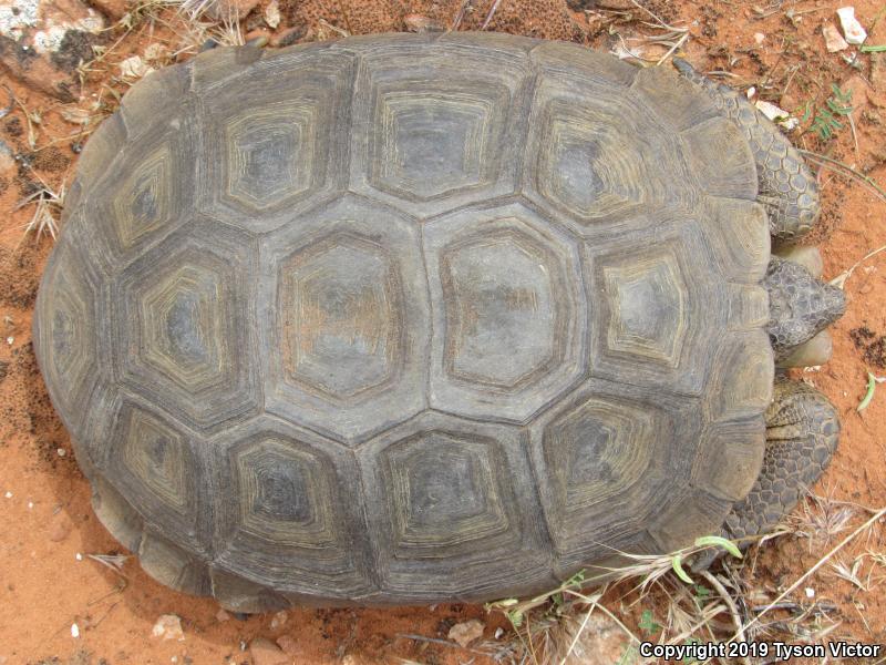 Desert Tortoise (Gopherus agassizii)