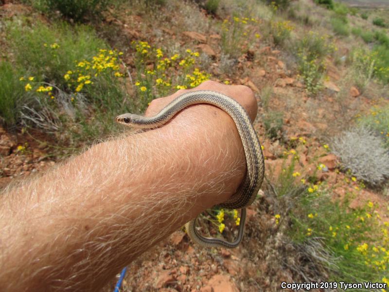 Mojave Patch-nosed Snake (Salvadora hexalepis mojavensis)