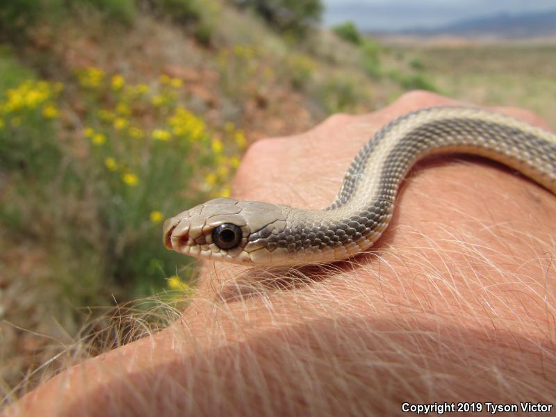 Mojave Patch-nosed Snake (Salvadora hexalepis mojavensis)