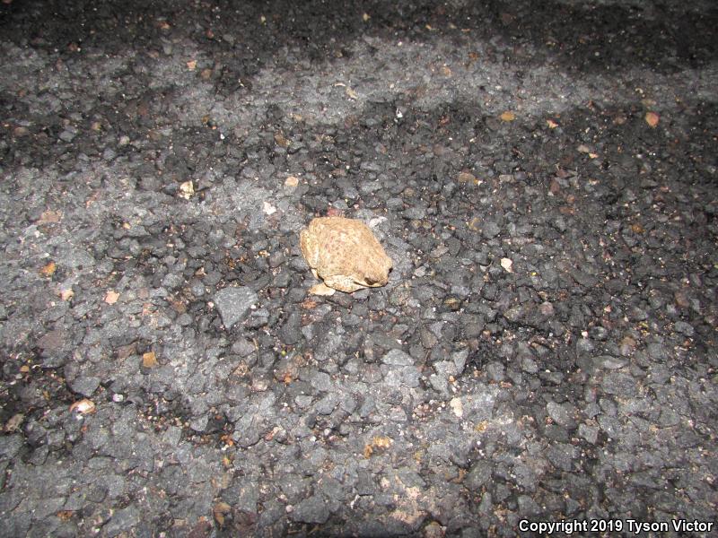 Red-spotted Toad (Anaxyrus punctatus)