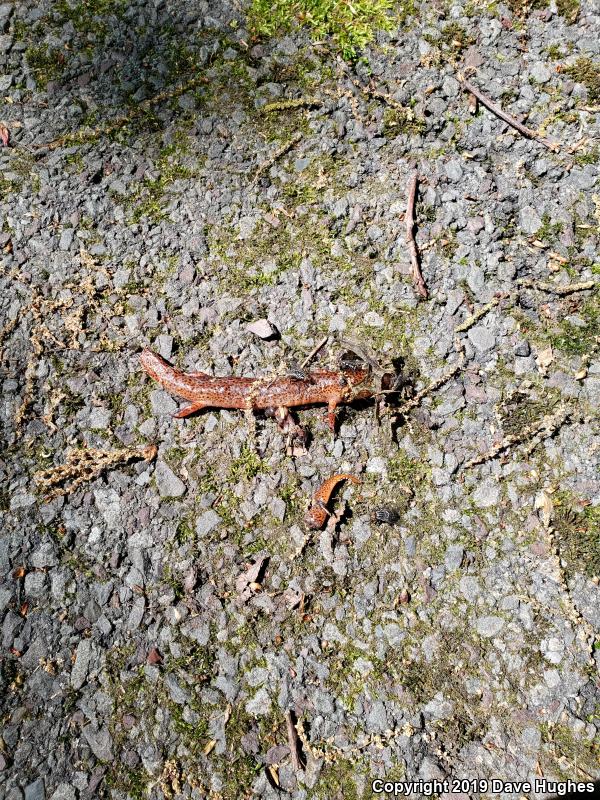 Red Salamander (Pseudotriton ruber)