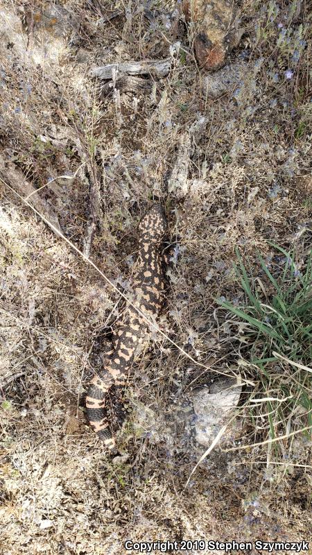 Reticulate Gila Monster (Heloderma suspectum suspectum)