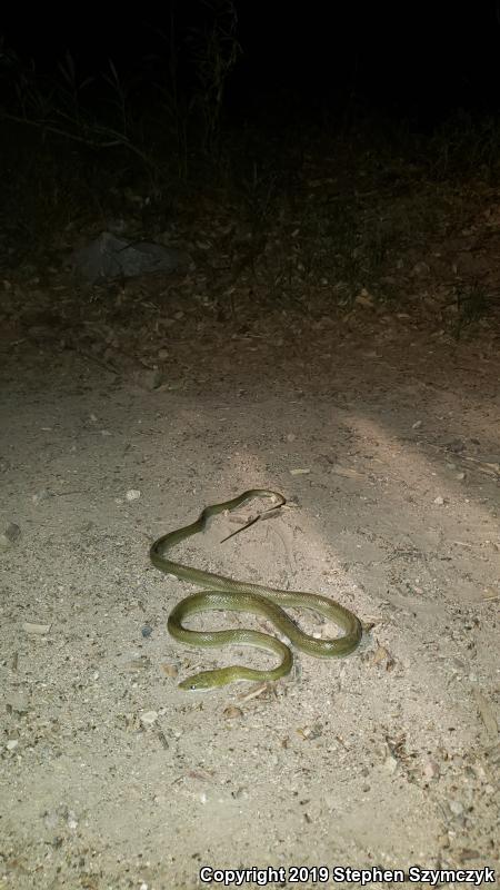 Green Ratsnake (Senticolis triaspis intermedia)