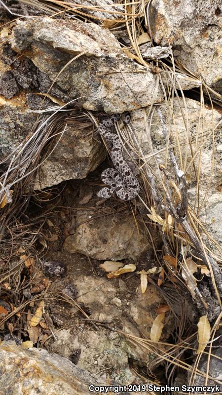 Banded Rock Rattlesnake (Crotalus lepidus klauberi)