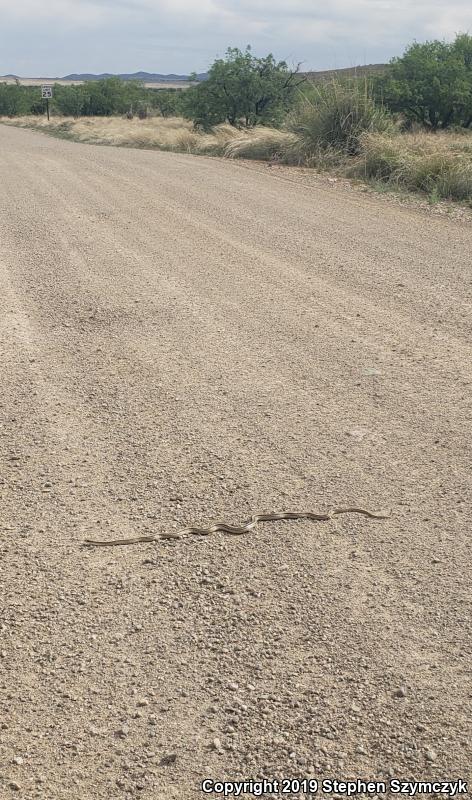 Big Bend Patch-nosed Snake (Salvadora hexalepis deserticola)