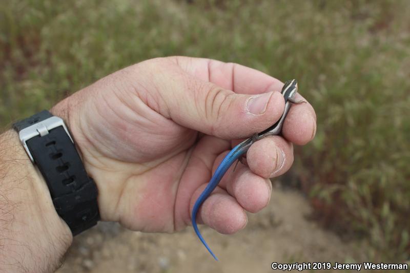 Great Basin Skink (Plestiodon skiltonianus utahensis)