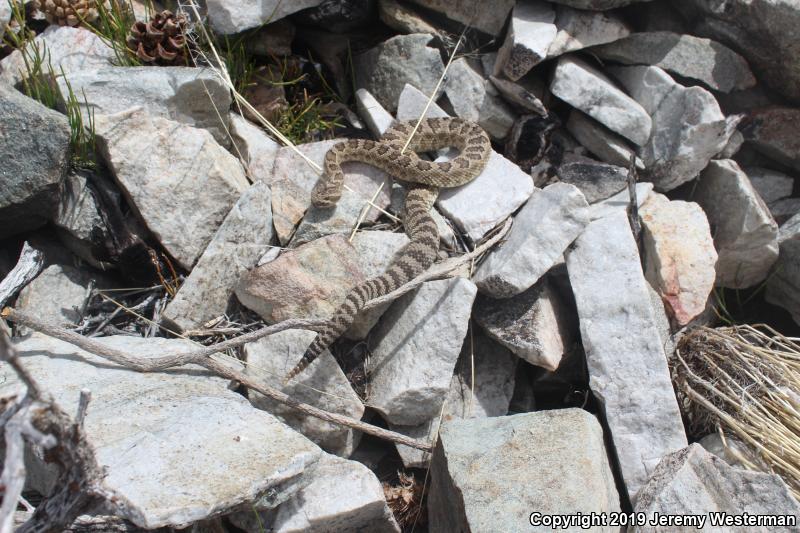 Great Basin Rattlesnake (Crotalus oreganus lutosus)