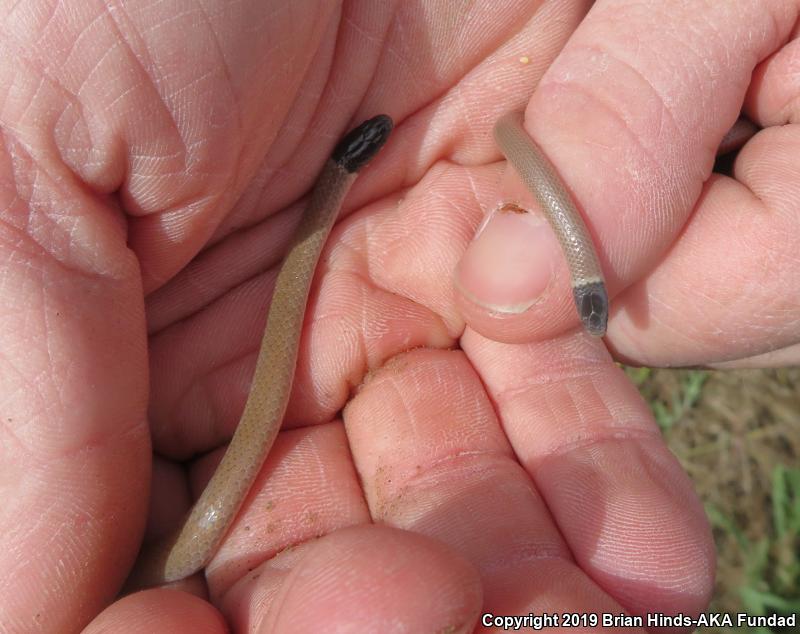 Western Black-headed Snake (Tantilla planiceps)