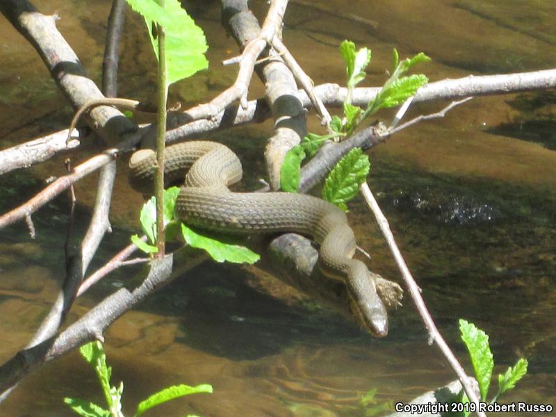 Queensnake (Regina septemvittata)