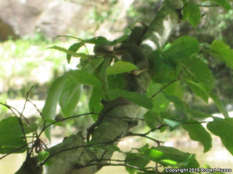 Queensnake (Regina septemvittata)