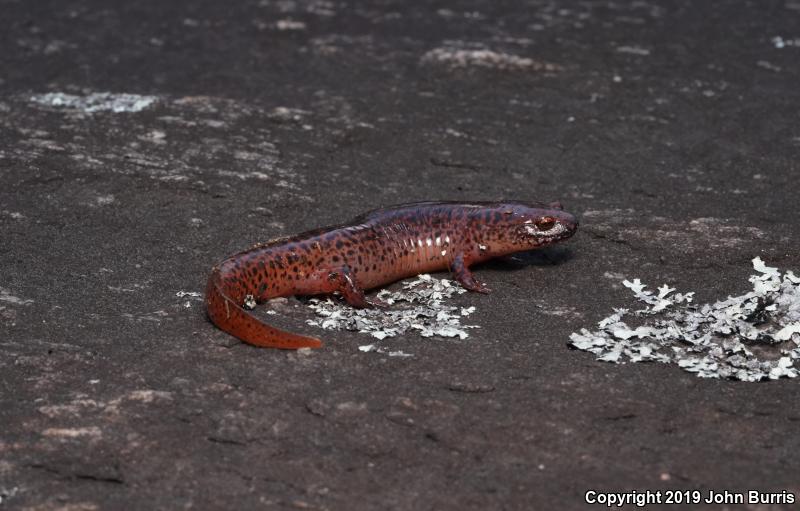 Northern Red Salamander (Pseudotriton ruber ruber)