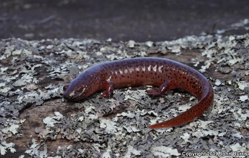 Northern Red Salamander (Pseudotriton ruber ruber)