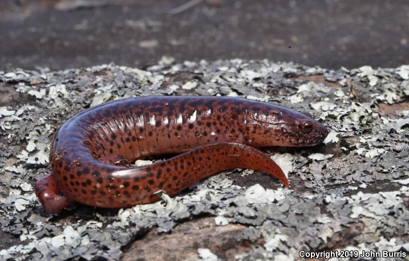 Northern Red Salamander (Pseudotriton ruber ruber)